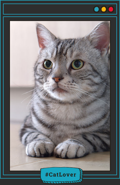  ¿a los gatos se les corta las uñas?